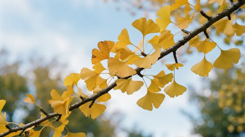 Fan-shaped ginkgo leaves turned gold in autumn